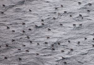 Puffin, le Pulcinelle di Mare