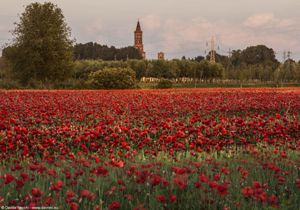 Papaveri a Chiaravalle