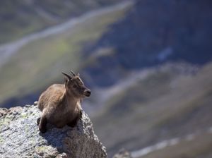 Stambecco in Val Veny